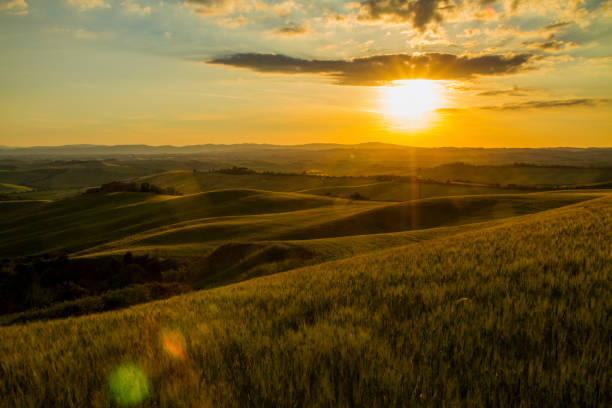 istock Scenic view of wheat fields during sunset 665064152