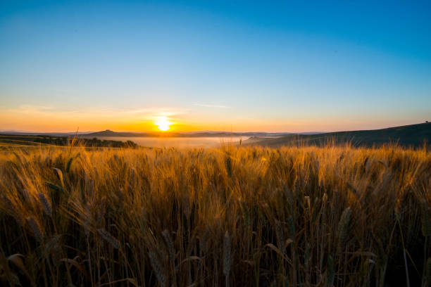 istock Wheat crops growing on field during sunset 665064222