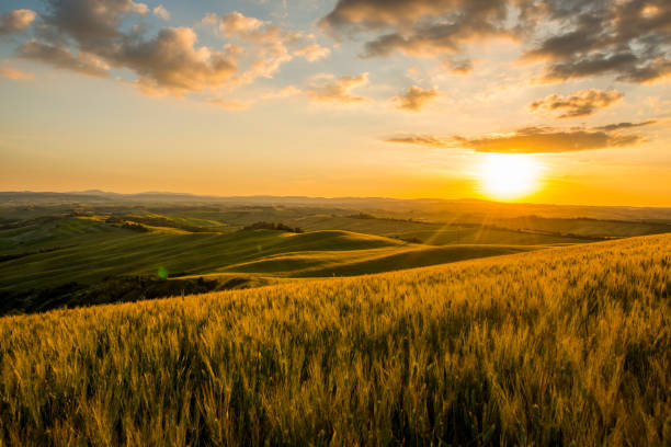 istock Scenic view of wheat fields during sunset 665064260