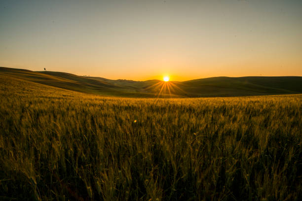 istock Scenic view of wheat fields during sunset 665064372