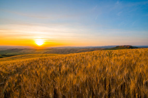 istock Scenic view of wheat crops in field during sunset 665064486