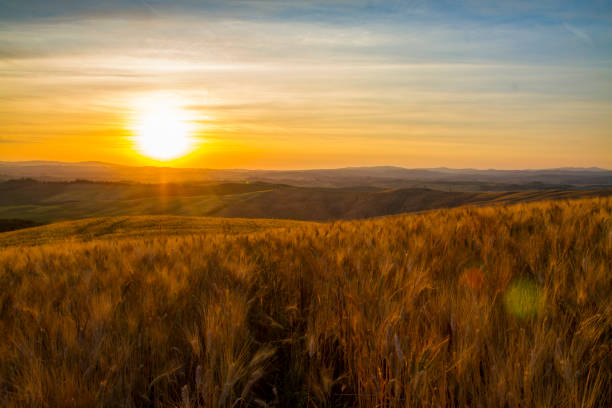 istock Scenic view of wheat crops in fields during sunset 665064584