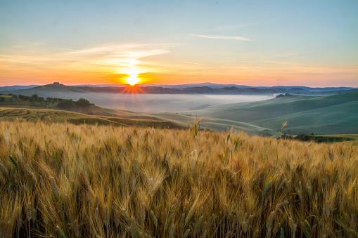 Scenic view of wheat crops in fields against sky. Beautiful view of rolling landscape during sunset. Idyllic view of nature in Italy.