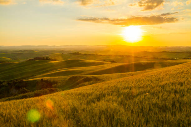 istock Scenic view of wheat fields during sunset 665064660