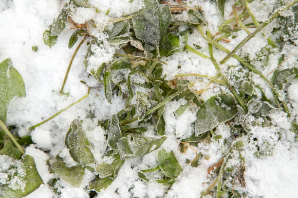istock sorrel leaves in the snow 665068384