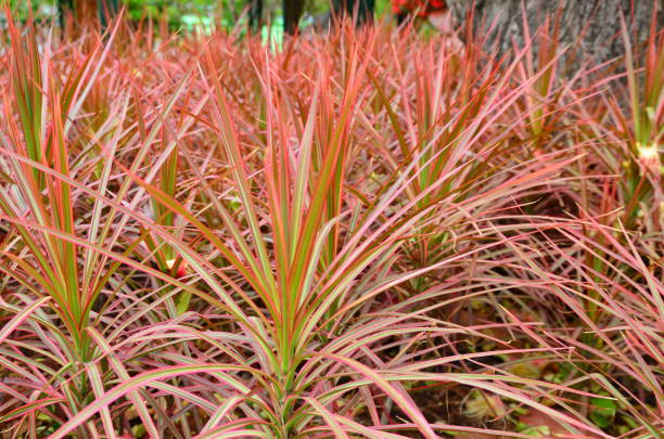 istock The red with green plant 665068482