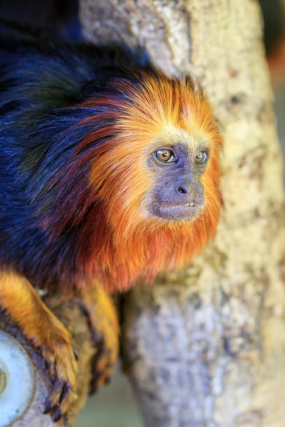 The Golden Lion Tamarin, Leontopithecus rosalia, also known as Golden Marmoset. A small New World monkey endemic to Brazil.