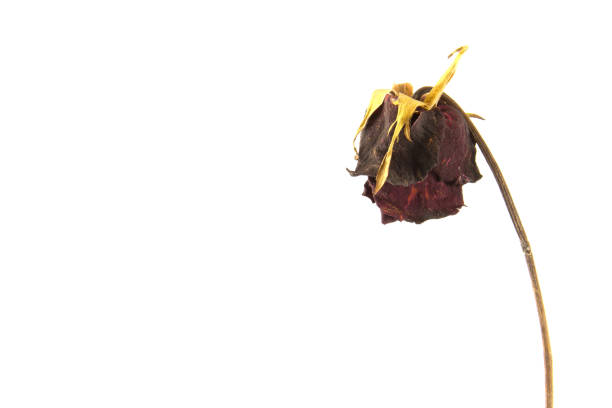 istock Wither rose flower on white background 665080502