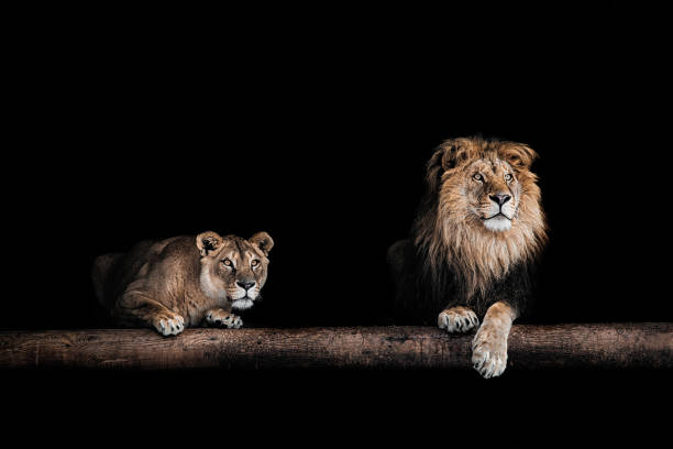 ライオンと雌ライオン、美しいライオンズ、暗闇の中でライオンズの肖像画 - pride of lions ストックフォトと画像