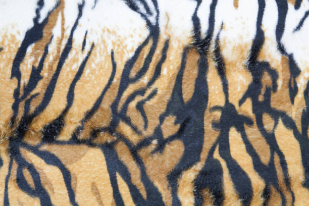 istock texture of tiger skin background 665080536
