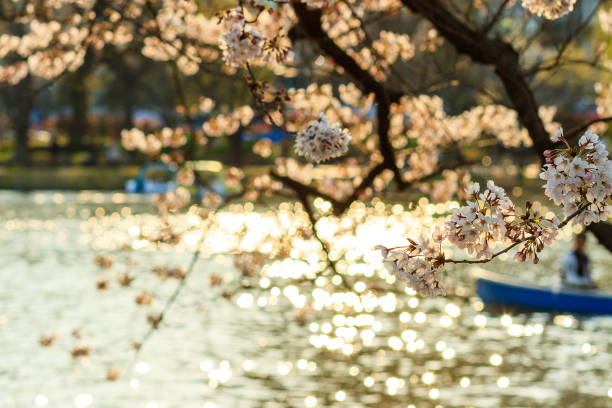 istock Sakura blossom with sparkling sunlight in Japan 665080664