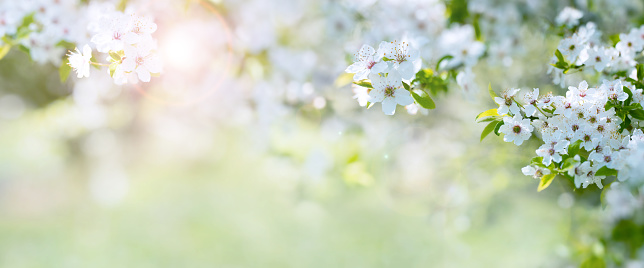 Blancas flores en sol de primavera photo