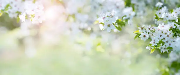 Spring background with cherry blossoms and light effects