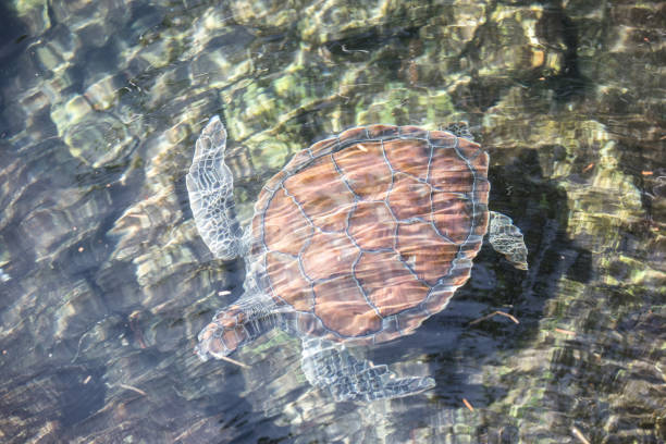 istock Adult turtle in a pond. 665086042