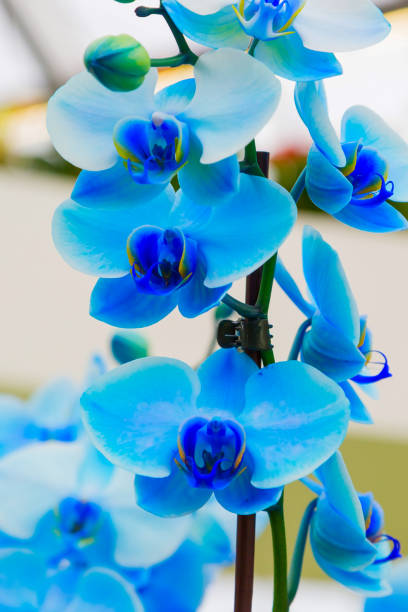 istock Close up blue orchid flowers background 665086528