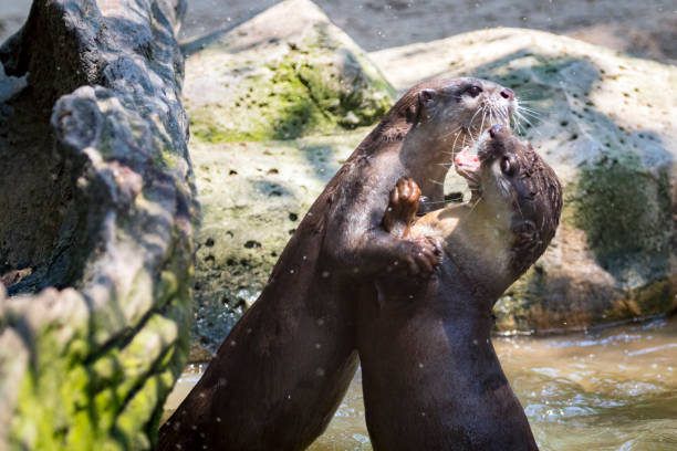 Family group of Asian short-clawed Otters sitting on a large Boulder with a natural background