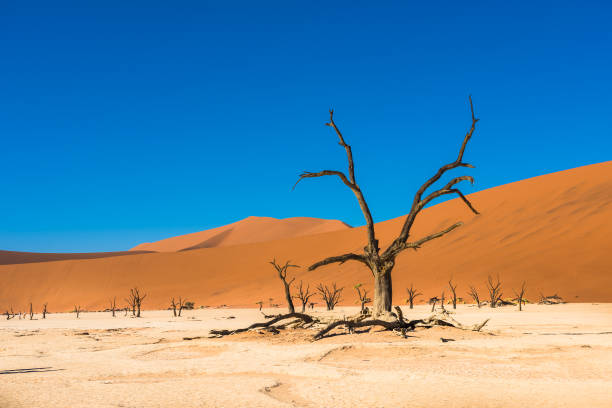 istock Dead Camelthorn Trees and red dunes in Deadvlei, Namibia 665097758