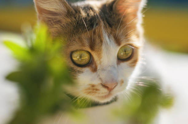 istock A multi-colored cat is sitting at outdoors on a sunny day 665098314