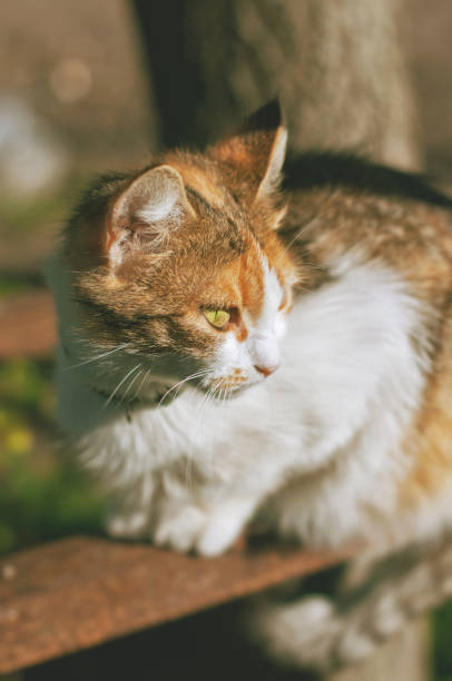 istock A multi-colored cat is sitting at outdoors on a sunny day 665098332