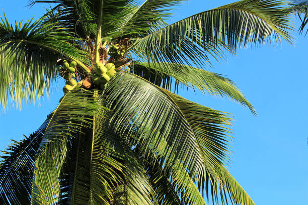istock Coconut plantation in Thailand 665098886