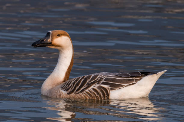 istock swan goose, Anser cygnoides 665101100