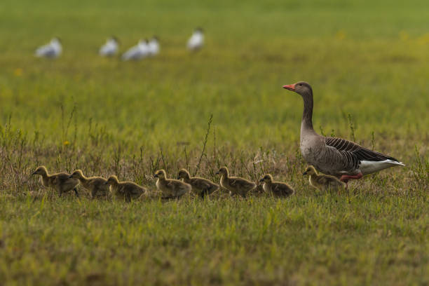 greylag goose greylag goose Anser anser with fledglings greylag goose stock pictures, royalty-free photos & images
