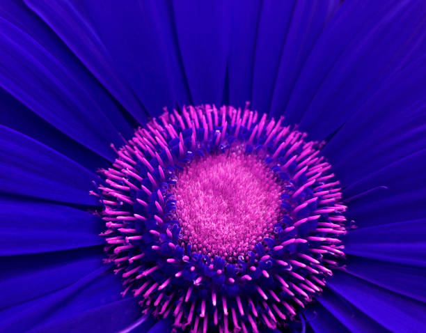 istock blue gerbera flower.  Macro.  Closeup. flower background.  For design.  Nature. 665102454