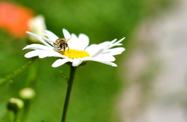 bee on a flower daisy with blur background on a sunny day