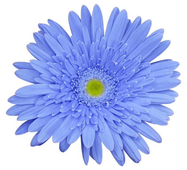 istock Light blue   gerbera flower, white isolated background with clipping path.   Closeup.  no shadows.  For design.  Nature. 665103696