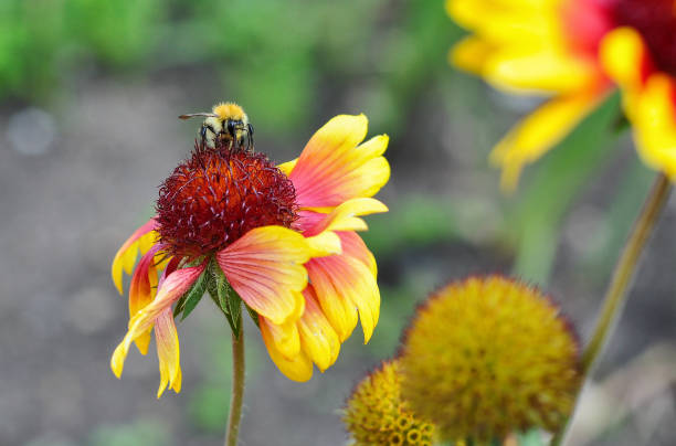 istock bee on a flower with blur background on a sunny say 665103732