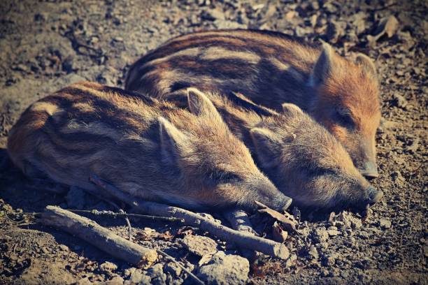 istock Animal - wild boar in the wild. 665106772