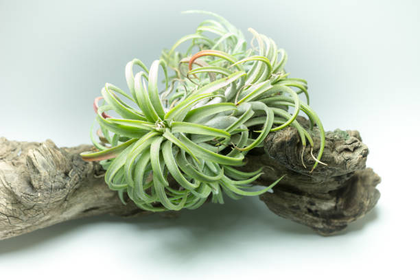 istock tillandsia with old wood on white background 665107350