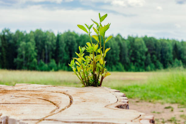 tree growing from a stump stock photo