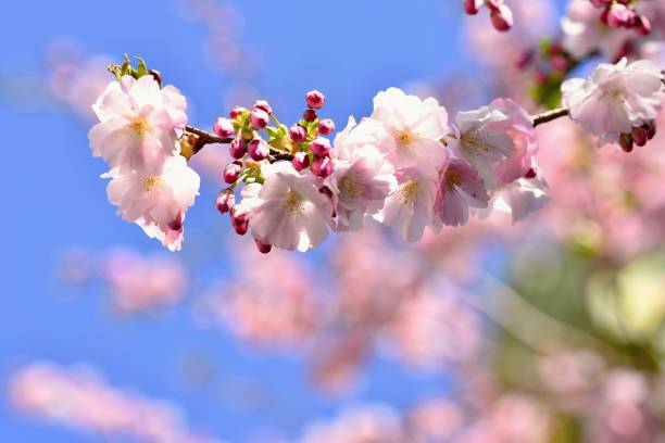 istock Spring background. Beautiful flowering tree Japanese cherry - Sakura. Flowers on a sunny day. 665112472