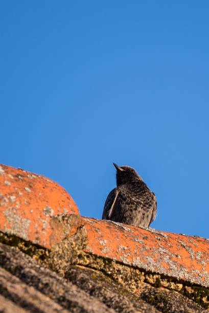 istock Black Redstart bird sits on old vintage roof 665113008