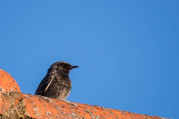 istock Black Redstart bird sits on old vintage roof 665113074