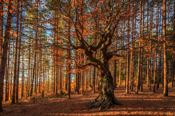 autumn landscape in brandenburg germany and different trees on a lake