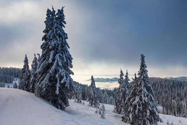 istock Picturesque winter scene with pines 665113252