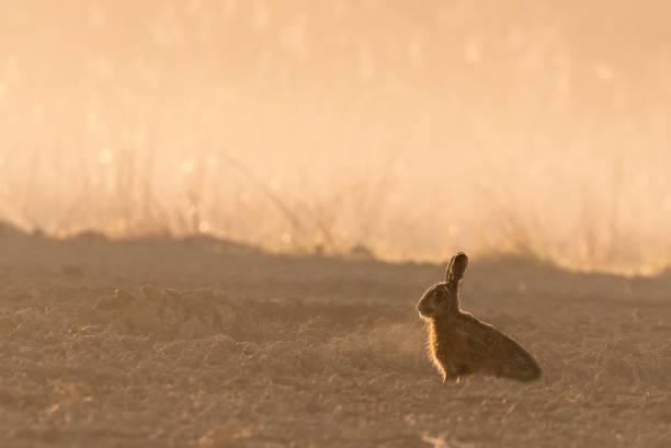 istock Wild hare in morning backlight on field with fog 665113304