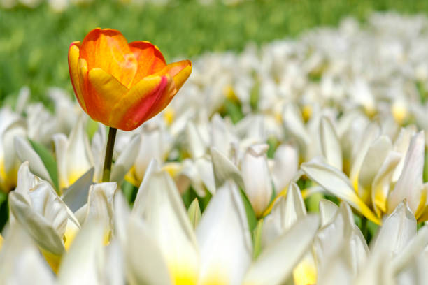 istock yellow tulip stands out above white tulips 665114612