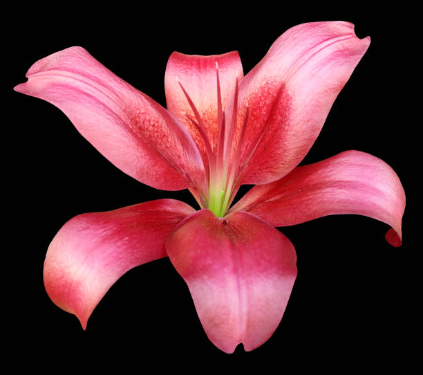 istock lily red flower, isolated  with clipping path, on a black background. beautiful lily, transparent green center. for design. Closeup. 665117008
