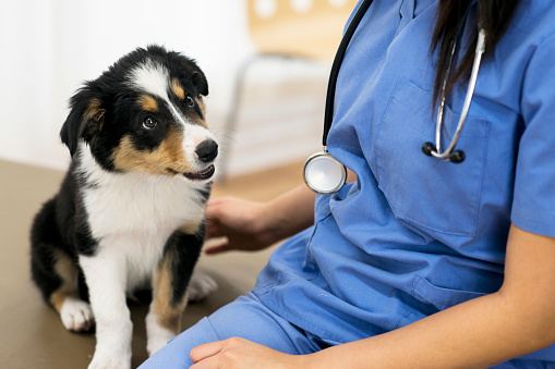 Adorable border collie puppy looks at a stethoscope hanging from the neck of a veterinarian sitting beside the puppy.