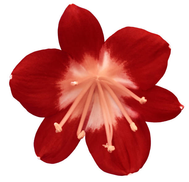 istock lily red flower, isolated  with clipping path, on a white background. light pink pistils, stamens. Light-pink center. for design. Closeup. 665119930