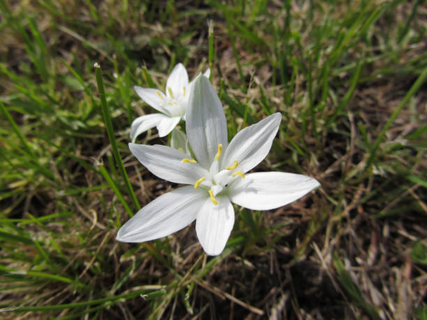 istock Star of Bethlehem flowers  ( Ornithogalum umbellatum ) 665120188