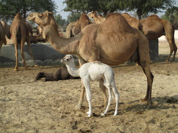 istock Camels relaxing and playing together 665121140