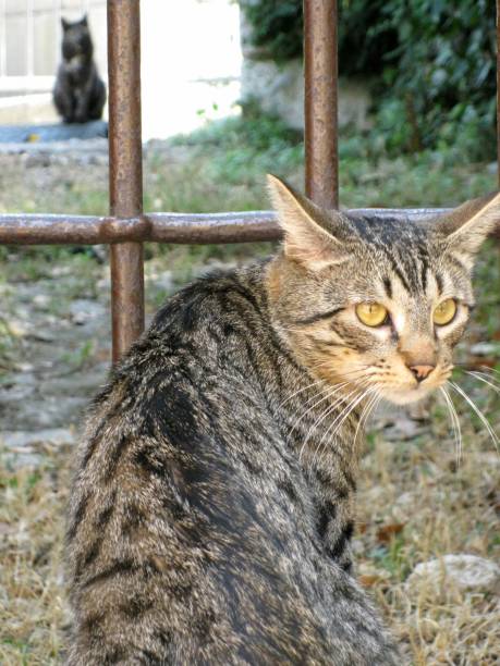 istock Cat's close-up and cat at distance 665124044