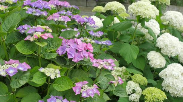 istock Purple Hydrangea flower (Hydrangea macrophylla) in a garden 665127488