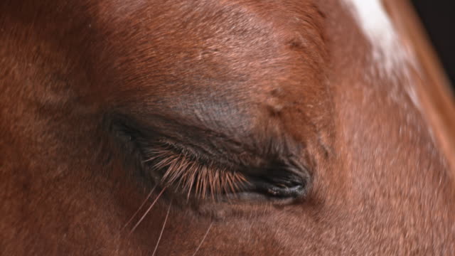 SLO MO Eye of a brown horse