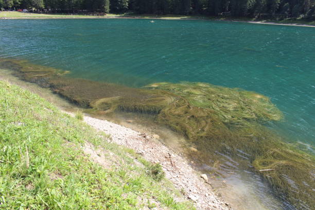 istock Blue pond with green land 665132398