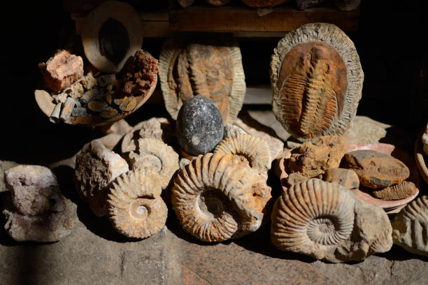 istock Fossils on display in Moroccan market 665136058
